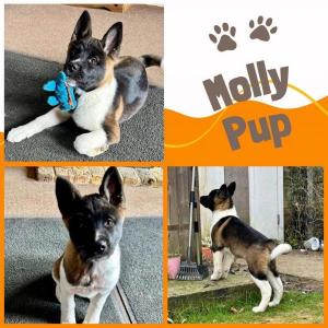 Molly Pup